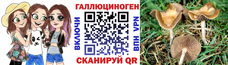 Псилоцибиновые грибы Cubensis  как найти закладки  Пугачёв 